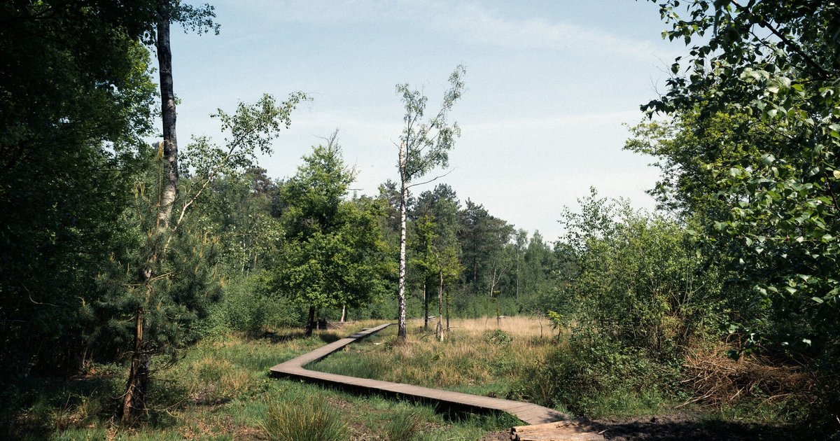 Drongengoedbos Wandelroute Routen Drongengoedbos Wandelroute Routen