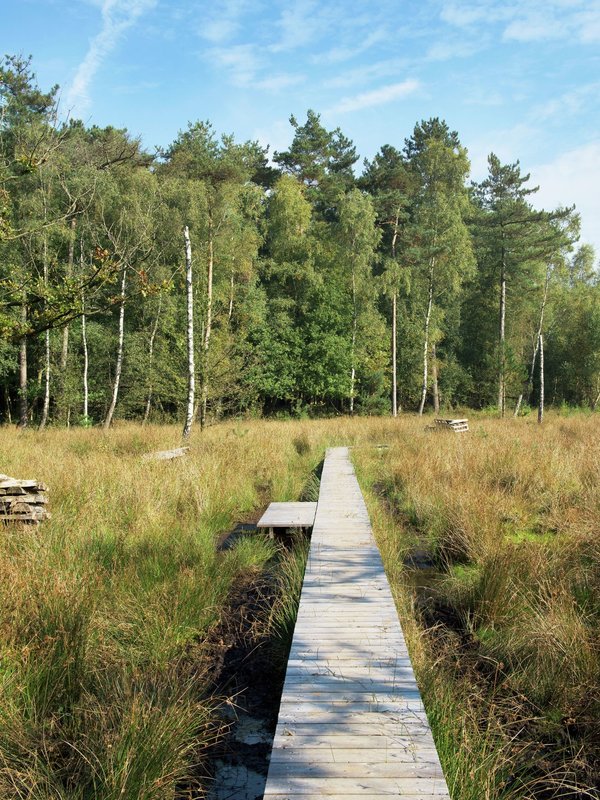 Maldegemveld Drongengoedbos